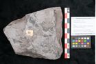 Foto (Objekt + Etikett) von Odontopteris minor Brongniart (NHMW-GEO-2024-0188-10726)